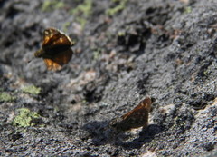 Kommasmyger (Hesperia comma)