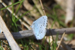 Vårblåvinge (Celastrina argiolus)