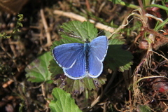 Vårblåvinge (Celastrina argiolus)