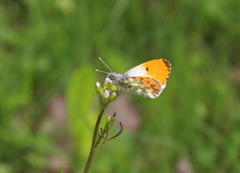 Aurorasommerfugl (Anthocharis cardamines)