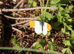 Aurorasommerfugl (Anthocharis cardamines)