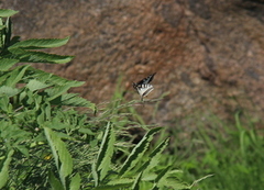 Svalestjert (Papilio machaon)