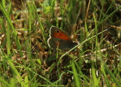 Engringvinge (Coenonympha pamphilus)