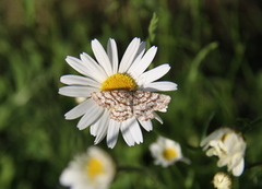 Rutemåler (Chiasmia clathrata)