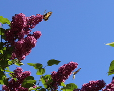 Svalestjert (Papilio machaon)