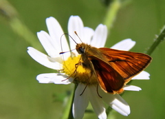 Engsmyger (Ochlodes sylvanus)