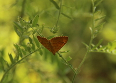 Gullmåler (Camptogramma bilineata)