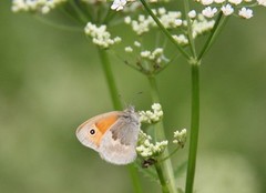 Engringvinge (Coenonympha pamphilus)