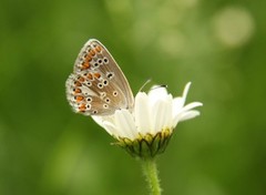 Sankthansblåvinge (Aricia artaxerxes)