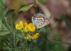 Idasblåvinge (Plebejus idas)