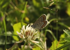 Argus-/idasblåvinge (Plebejus argus/idas)