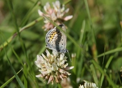 Argus-/idasblåvinge (Plebejus argus/idas)