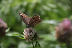 Bergringvinge (Lasiommata petropolitana)