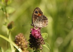 Bergringvinge (Lasiommata petropolitana)