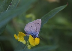 Engblåvinge (Cyaniris semiargus)