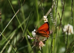 Oransjegullvinge (Lycaena virgaureae)