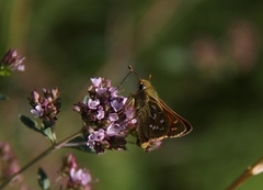 Kommasmyger (Hesperia comma)