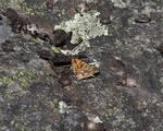 Sølvkåpe (Issoria lathonia)