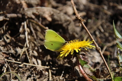 Sitronsommerfugl (Gonepteryx rhamni)