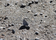 Vårblåvinge (Celastrina argiolus)