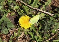 Sitronsommerfugl (Gonepteryx rhamni)