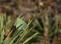 Grønnstjertvinge (Callophrys rubi)