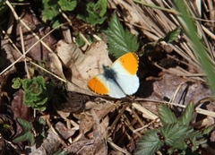 Aurorasommerfugl (Anthocharis cardamines)