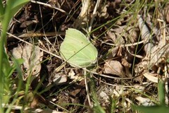 Sitronsommerfugl (Gonepteryx rhamni)