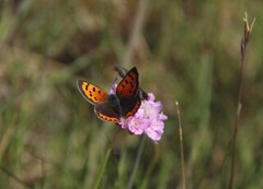 Ildgullvinge (Lycaena phlaeas)