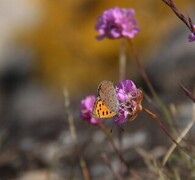 Ildgullvinge (Lycaena phlaeas)