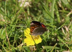 Ildgullvinge (Lycaena phlaeas)