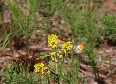 Aurorasommerfugl (Anthocharis cardamines)