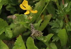 Rutemåler (Semiothisa clathrata)