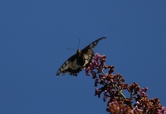 Svalestjert (Papilio machaon)