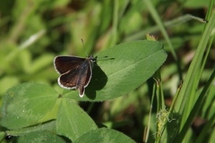 Sankthansblåvinge (Aricia artaxerxes)