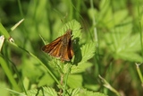 Engsmyger (Ochlodes sylvanus)