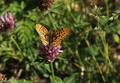 Rødflekket perlemorvinge (Boloria euphrosyne)