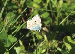 Tiriltungeblåvinge (Polyommatus icarus)