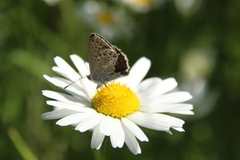 Sankthansblåvinge (Aricia artaxerxes)