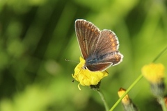 Sankthansblåvinge (Aricia artaxerxes)