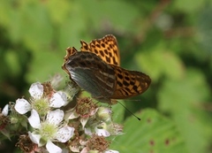 Keiserkåpe (Argynnis paphia)