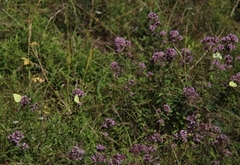 Sitronsommerfugl (Gonepteryx rhamni)