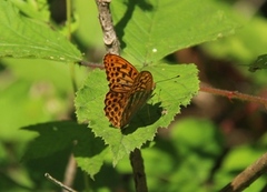 Keiserkåpe (Argynnis paphia)