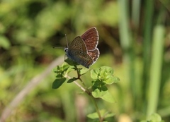 Sankthansblåvinge (Aricia artaxerxes)