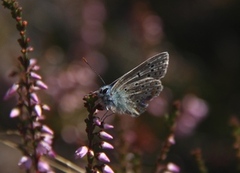 Tiriltungeblåvinge (Polyommatus icarus)