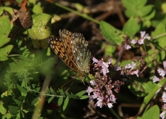 Aglajaperlemorvinge (Argynnis aglaja)