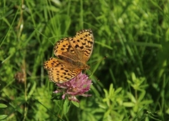 Aglajaperlemorvinge (Argynnis aglaja)