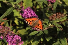 Neslesommerfugl (Aglais urticae)