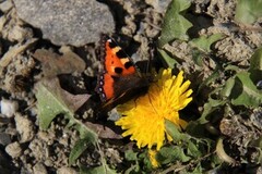 Neslesommerfugl (Aglais urticae)