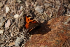 Neslesommerfugl (Aglais urticae)